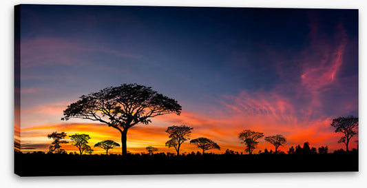 Setting sun silhouettes