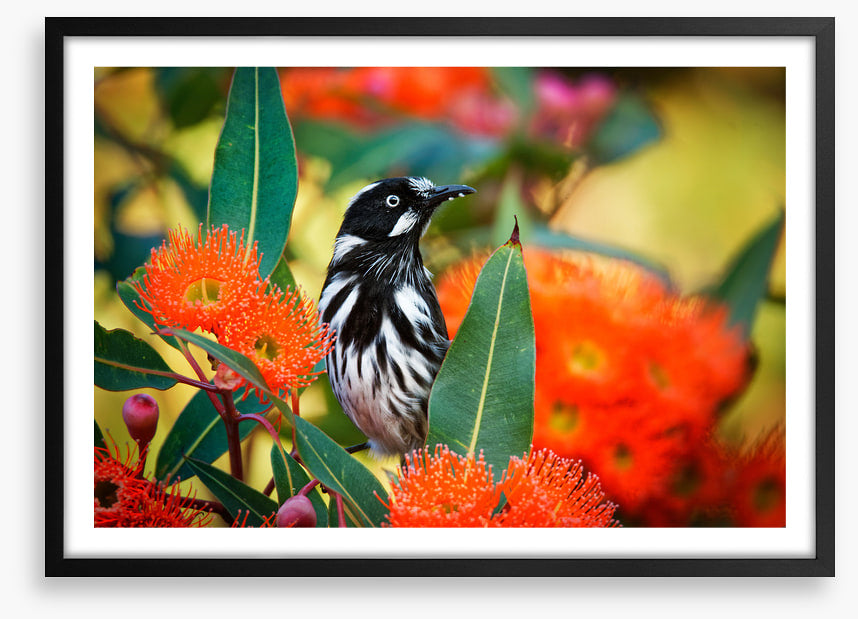 New Holland honeyeater