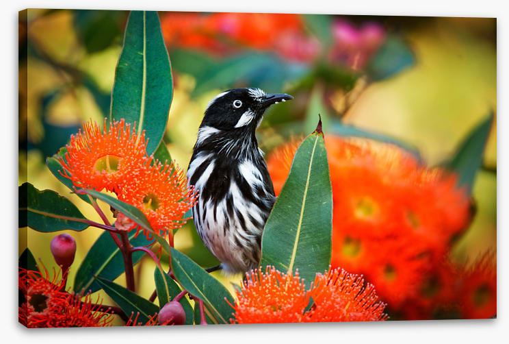 New Holland honeyeater