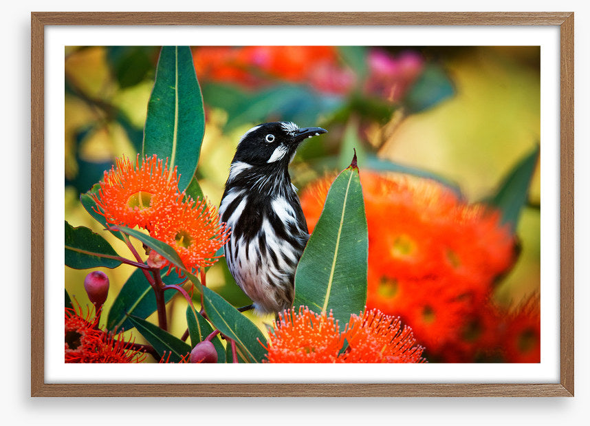 New Holland honeyeater