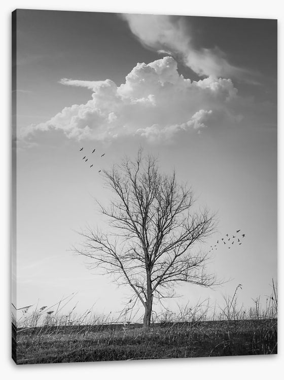 Where birds fly