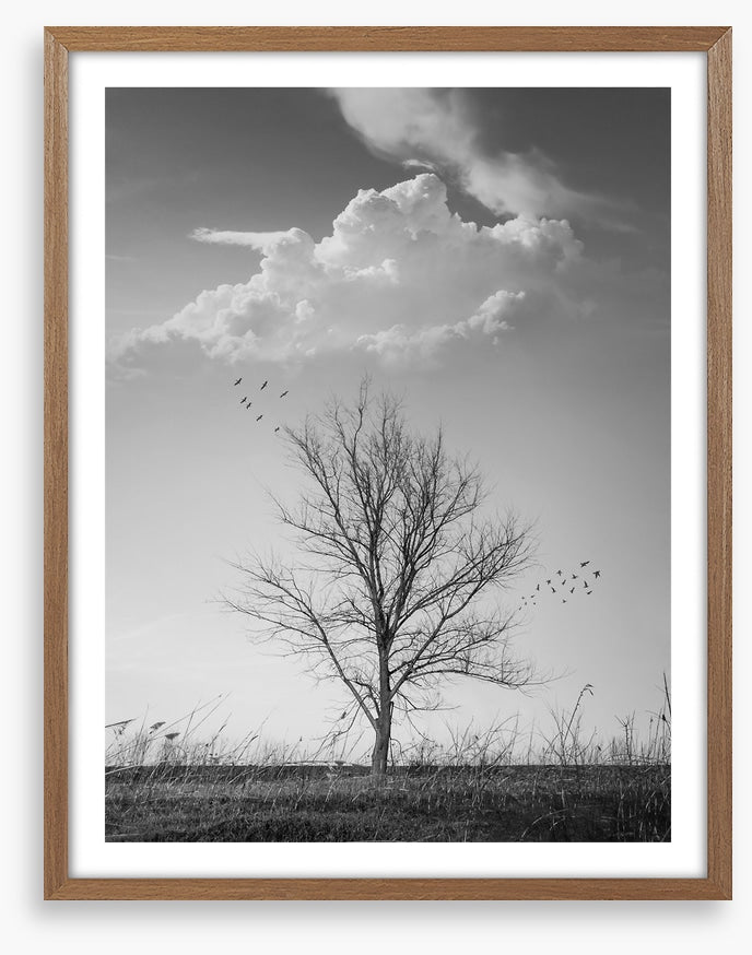 Where birds fly