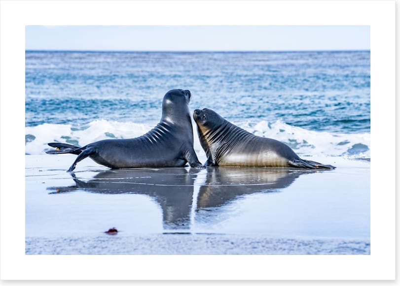 Sea lion love