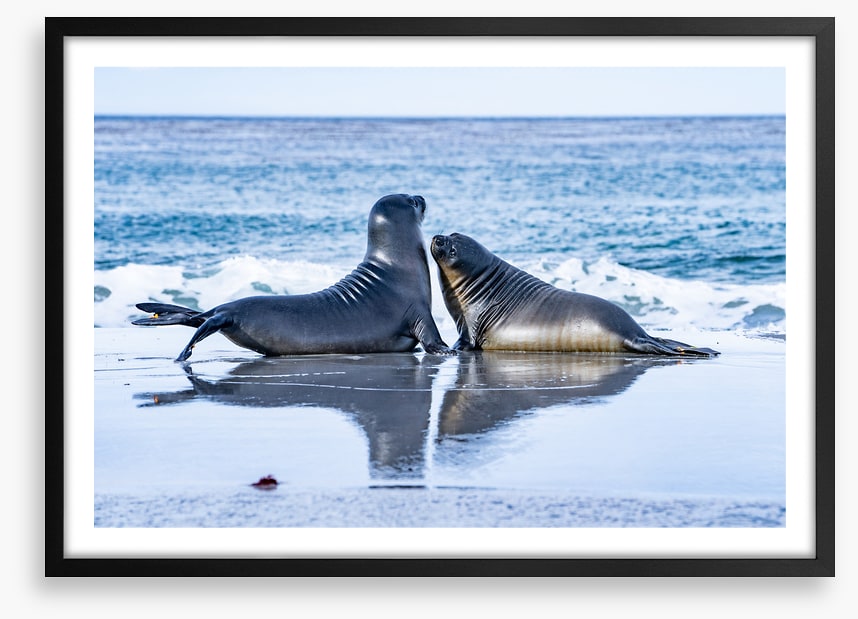 Sea lion love