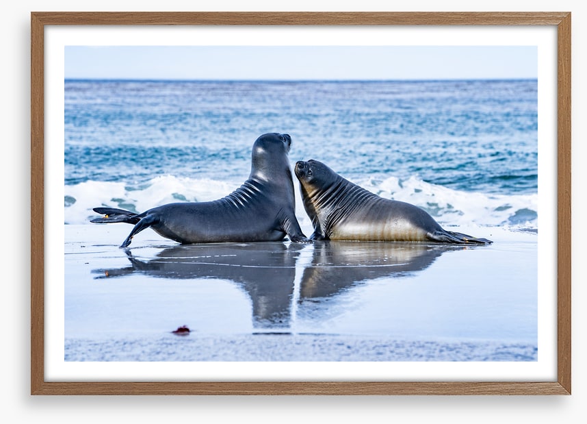 Sea lion love
