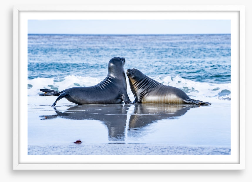 Sea lion love