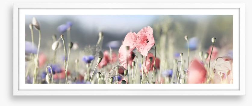 Tall poppy panorama
