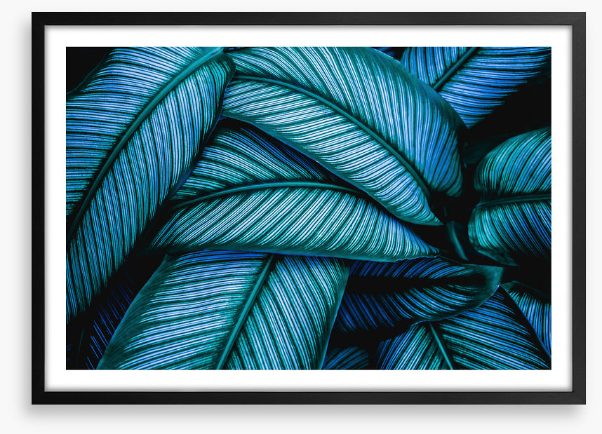 Leaves