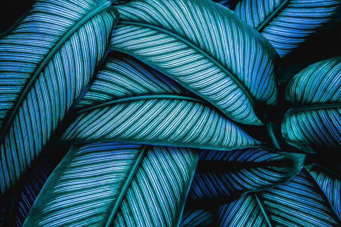 Leaves