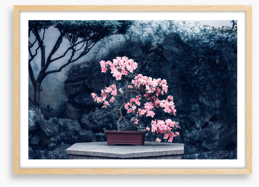 Camellia calm