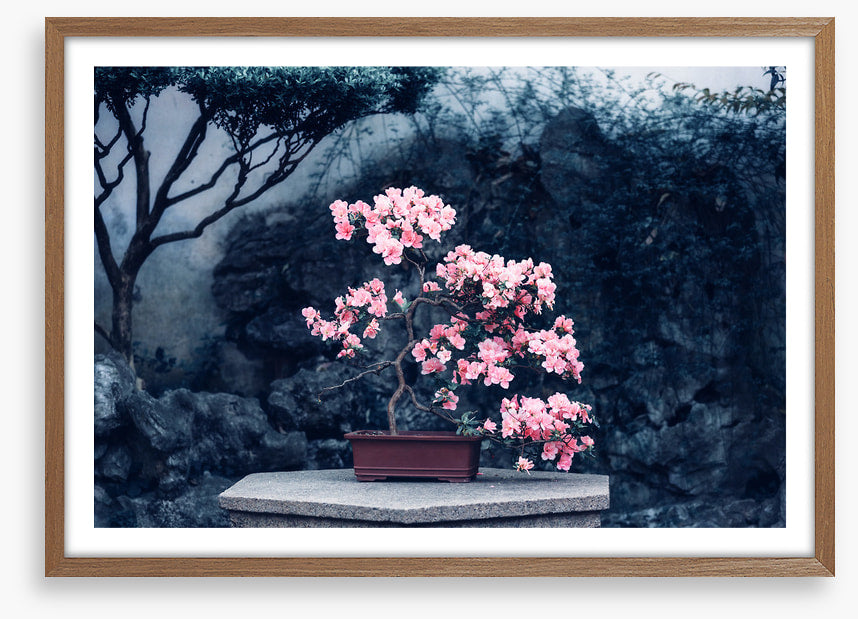 Camellia calm