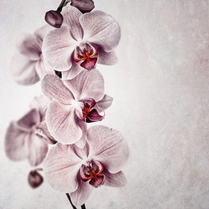 Vintage orchid