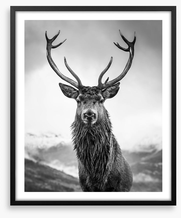 Monarch of the glen