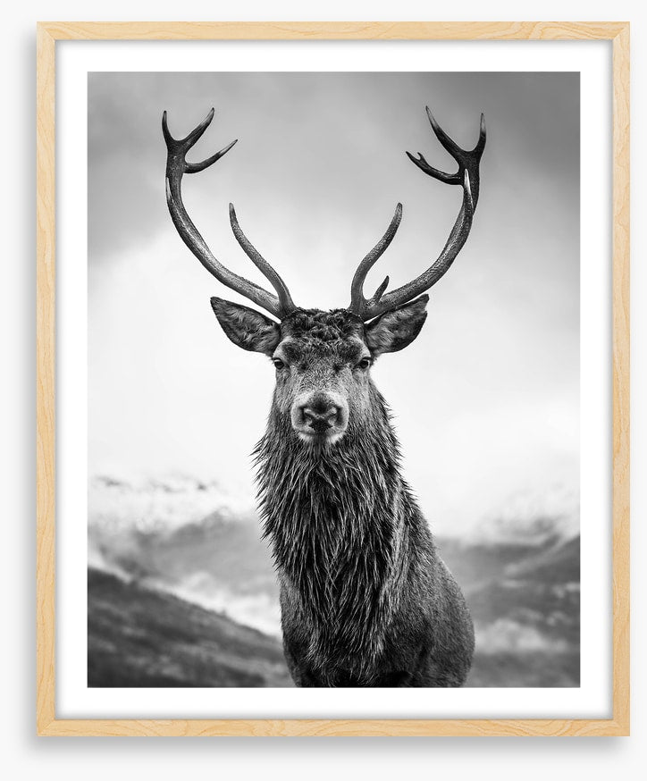 Monarch of the glen