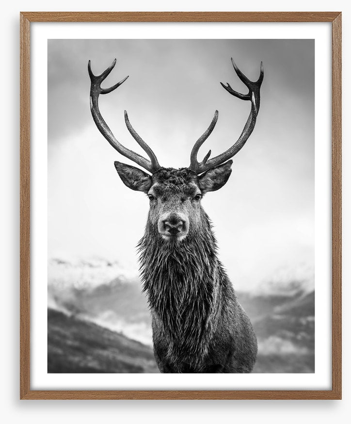 Monarch of the glen