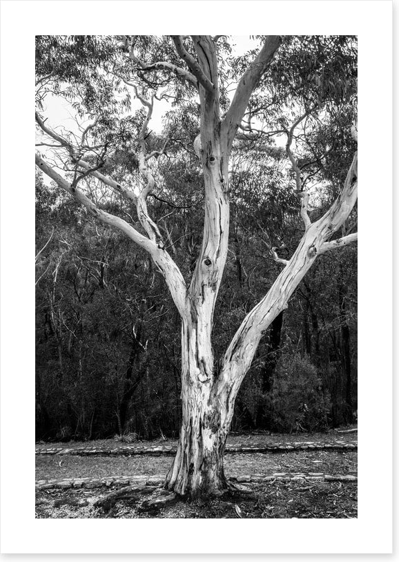 Trees
