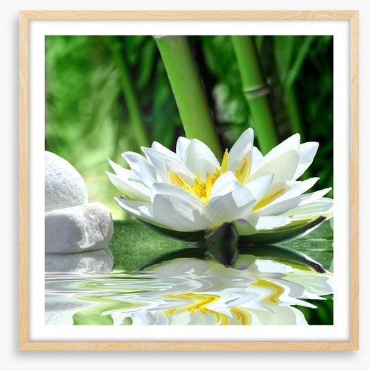Floating white lily