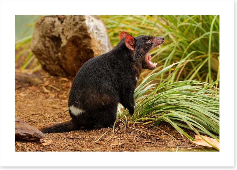 Tasmania