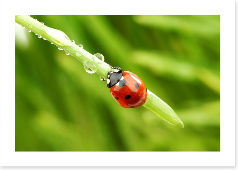 Insects