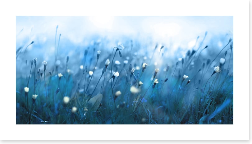 Misty meadow morning