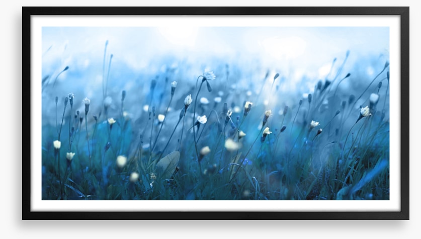 Misty meadow morning
