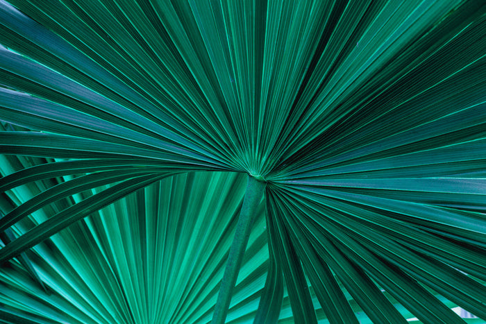 Fanning fronds