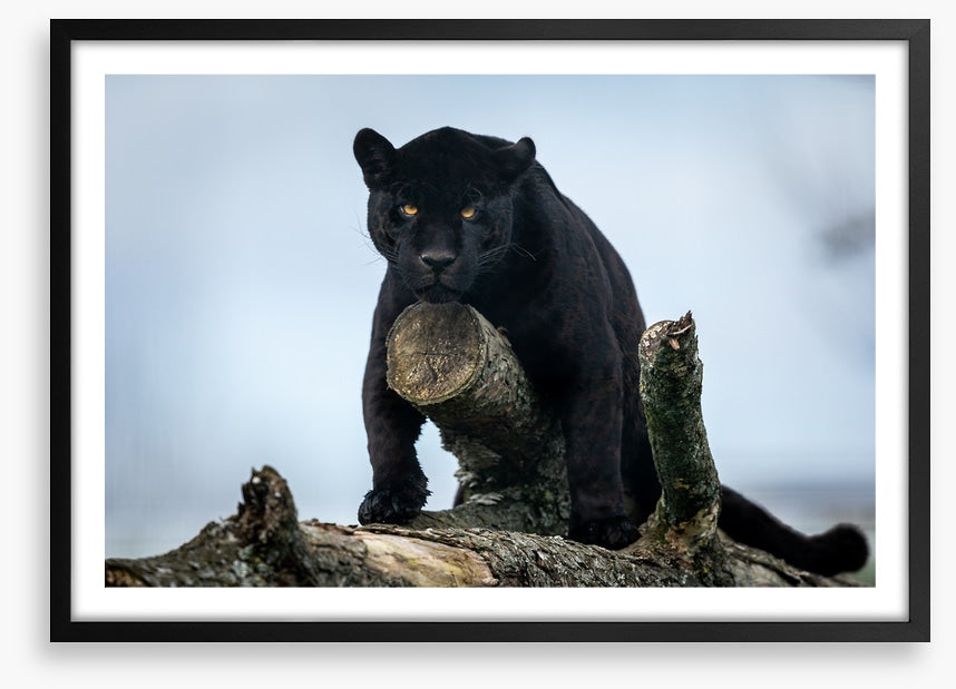 Nature of the beast