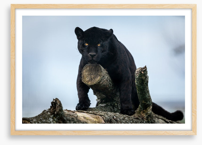 Nature of the beast