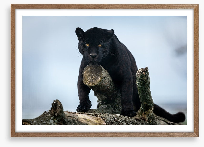 Nature of the beast