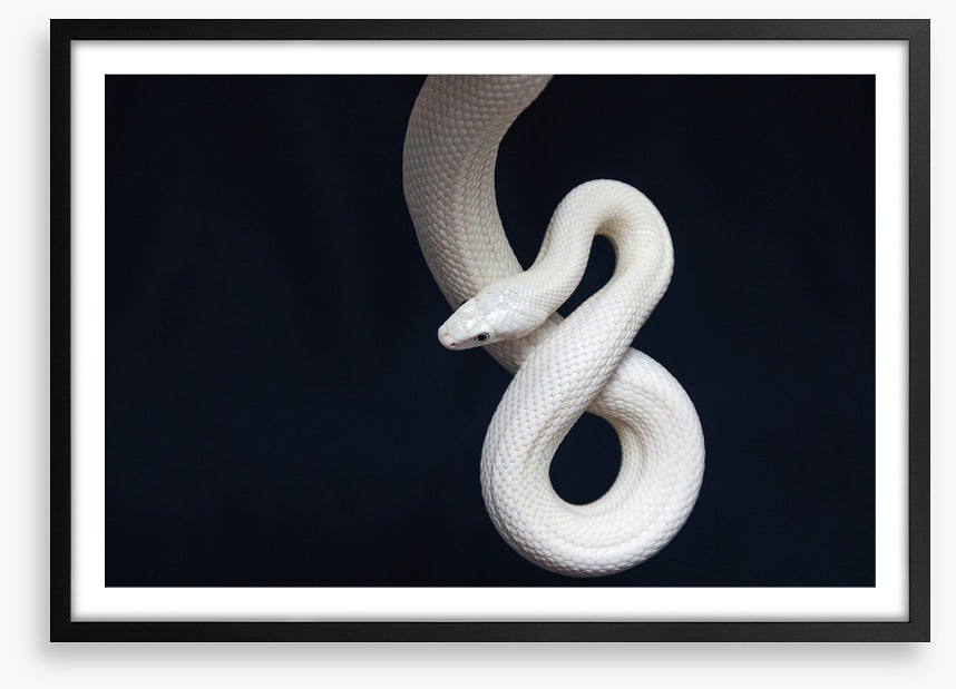 Reptiles