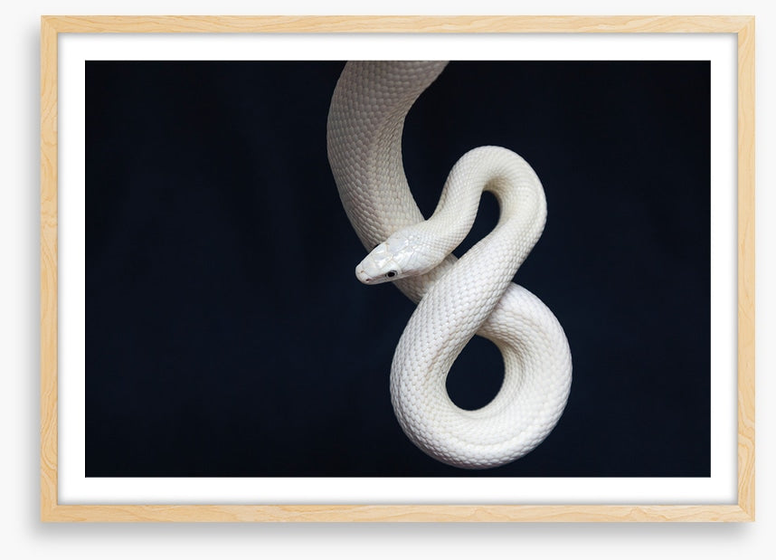 Reptiles
