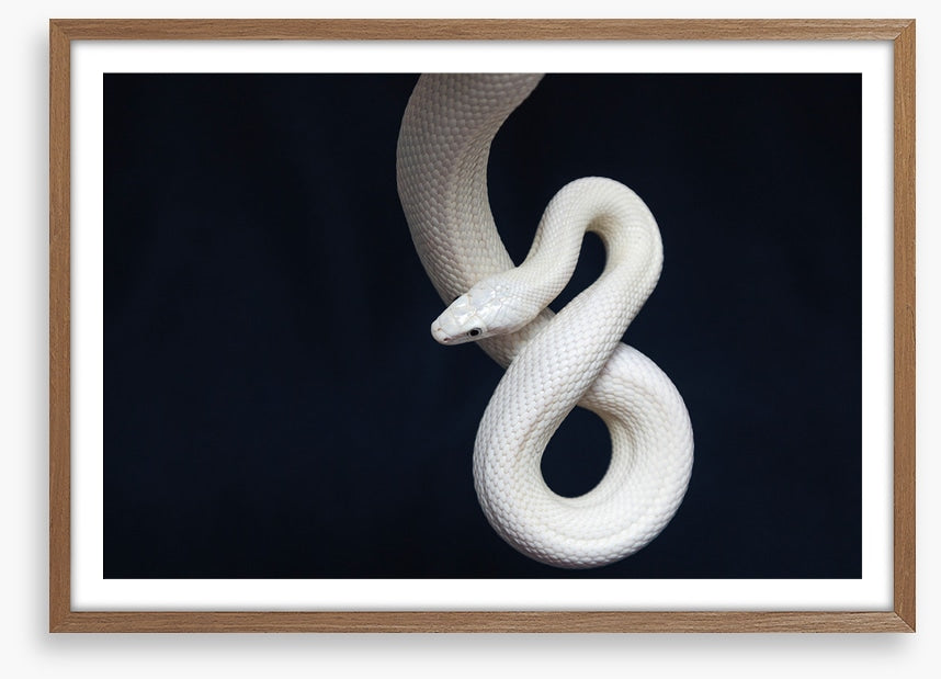 Reptiles