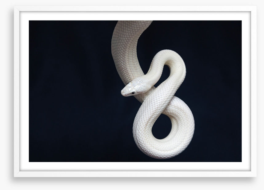 Reptiles
