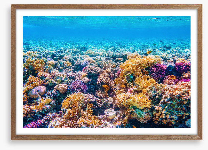 Garden of the sea