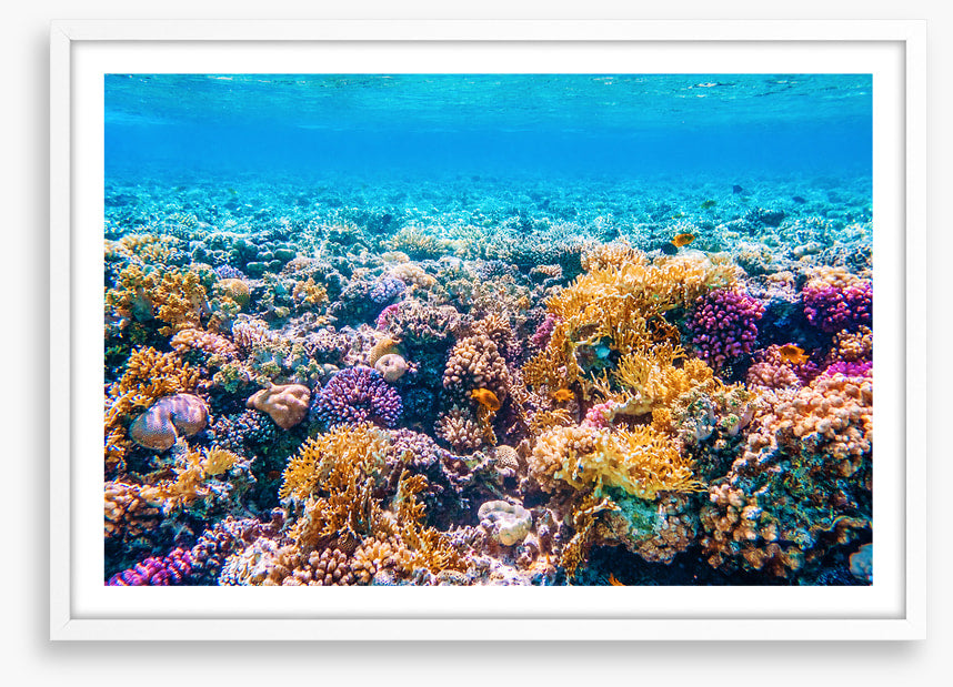 Garden of the sea
