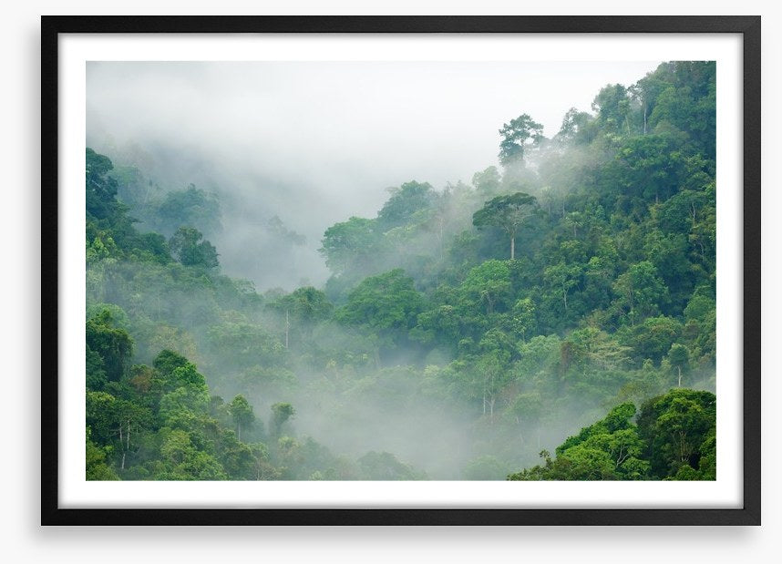 Mist in the rainforest