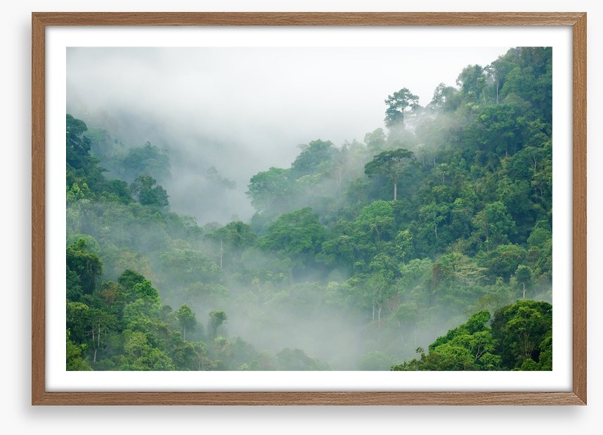 Mist in the rainforest