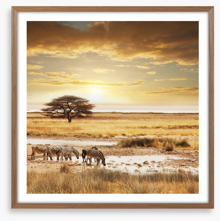 Zebras at the waterhole