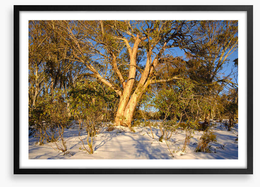 Snow gum shadows