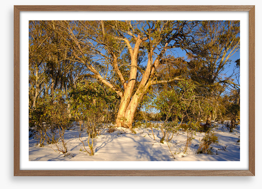 Snow gum shadows