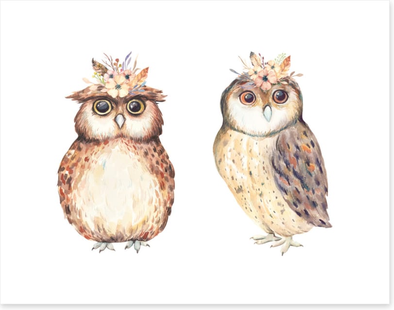 Owls