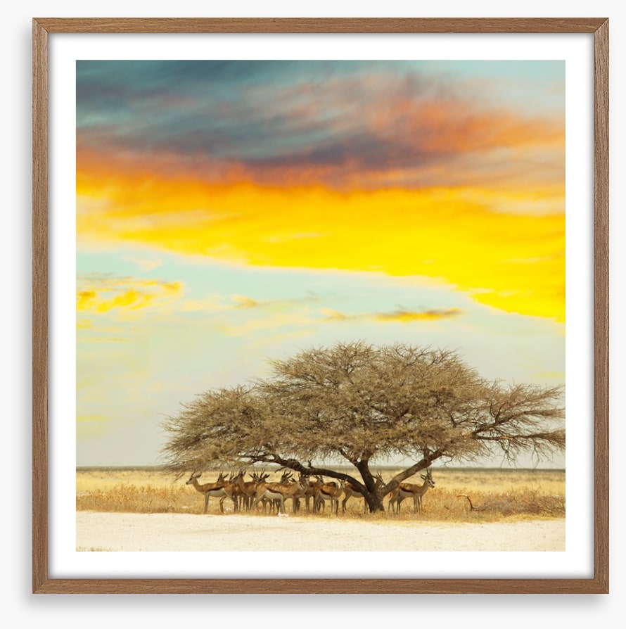 Gazelle gathering