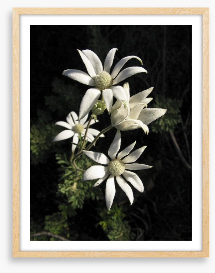 Flannel flowers