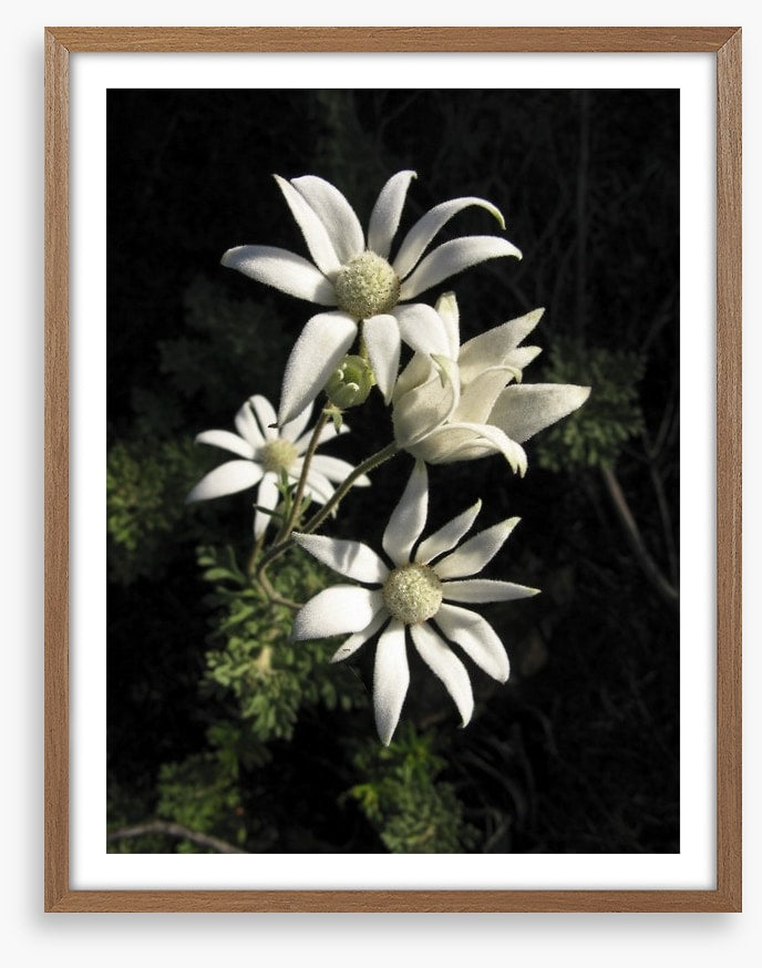 Flannel flowers