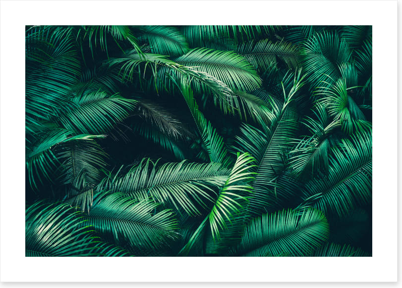 Feeling ferny