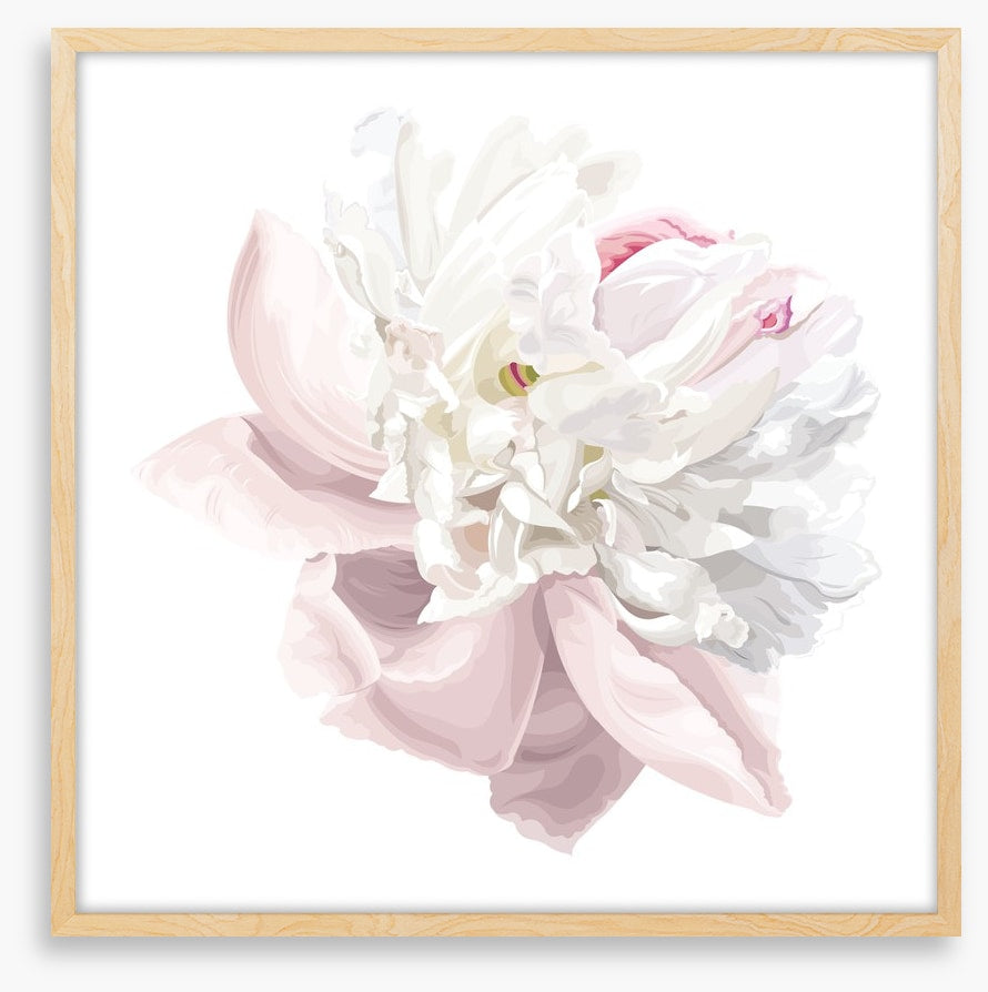 Pink white peony