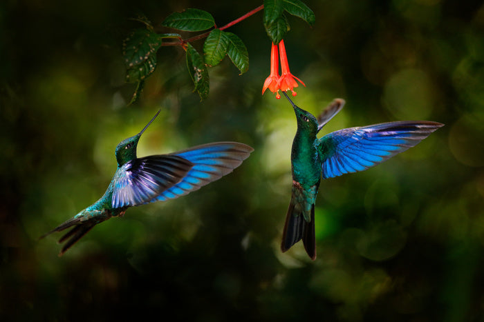 Hummingbird harmony
