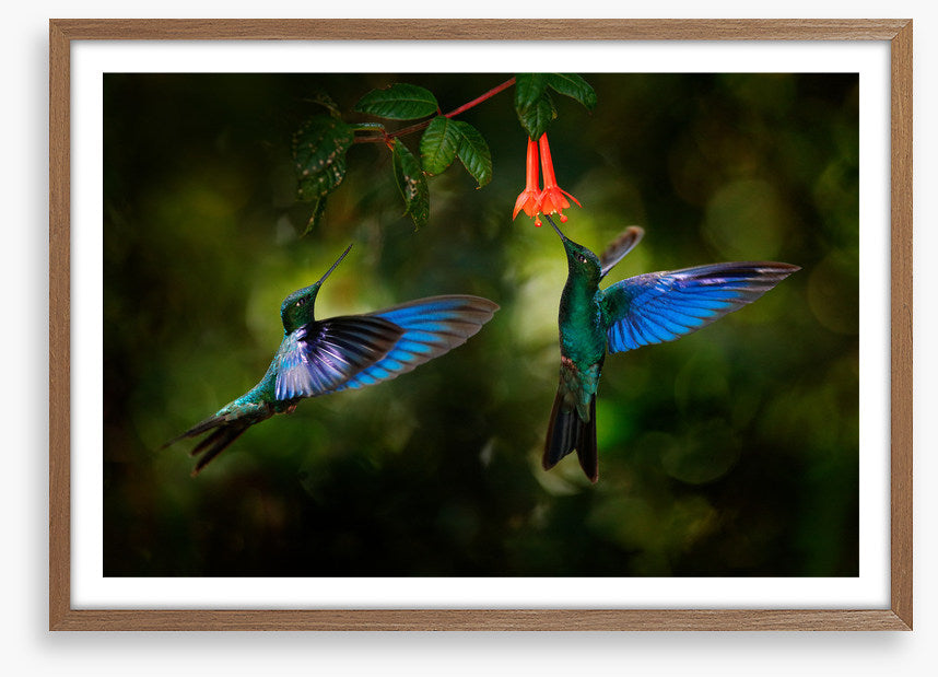 Hummingbird harmony
