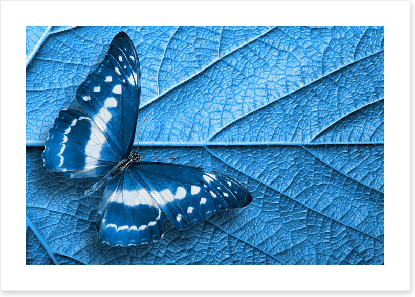 Blue leaf butterfly