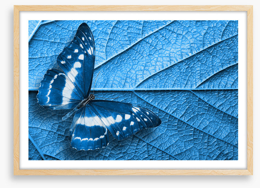 Blue leaf butterfly